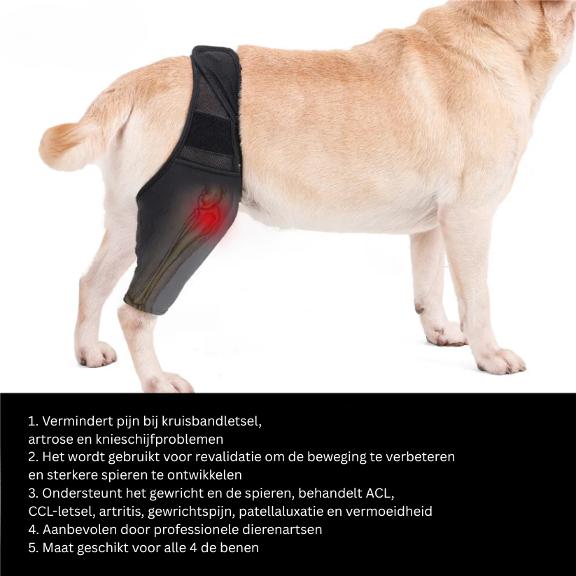 Hondenknie Ondersteuningsbrace Neopreen | Rehabilitatie Gewrichtsklachten | Verstelbare Stabilisator Voorpoot Achterpoot | Extra Grote Maat | Sansoti