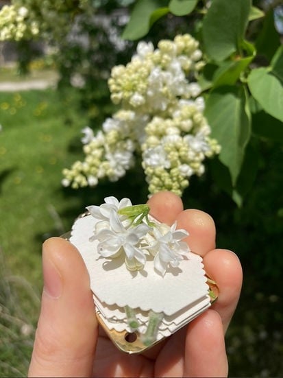 Mini Bloemenpers Compacte Botanische Droogpers Draagbare Herbarium Pers Natuurlijke Bladeren Bewaren | Sansoti