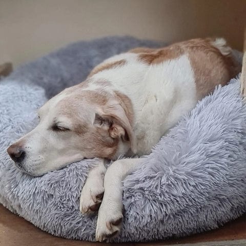 Panier rond pour animal de compagnie à bord surélevé, couchage moelleux pour chien ou chat, nid douillet avec coussin chaud | Sansoti