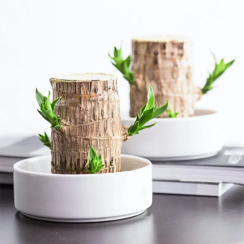 Decoratieve Kamerplant voor Luchtzuivering & Rustgevende Sfeer | Sansoti