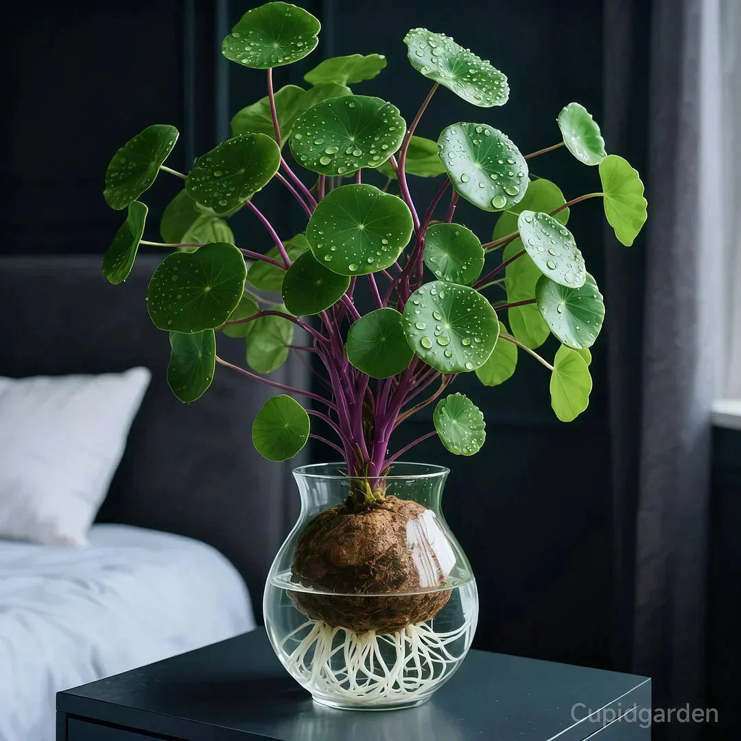 Stephania Erecta Kamerplant met Wateropslag Knol – Onderhoudsvriendelijke Sierplant met Uniek Caudex voor Woonkamer, Kantoor of Vensterbank | Sansoti