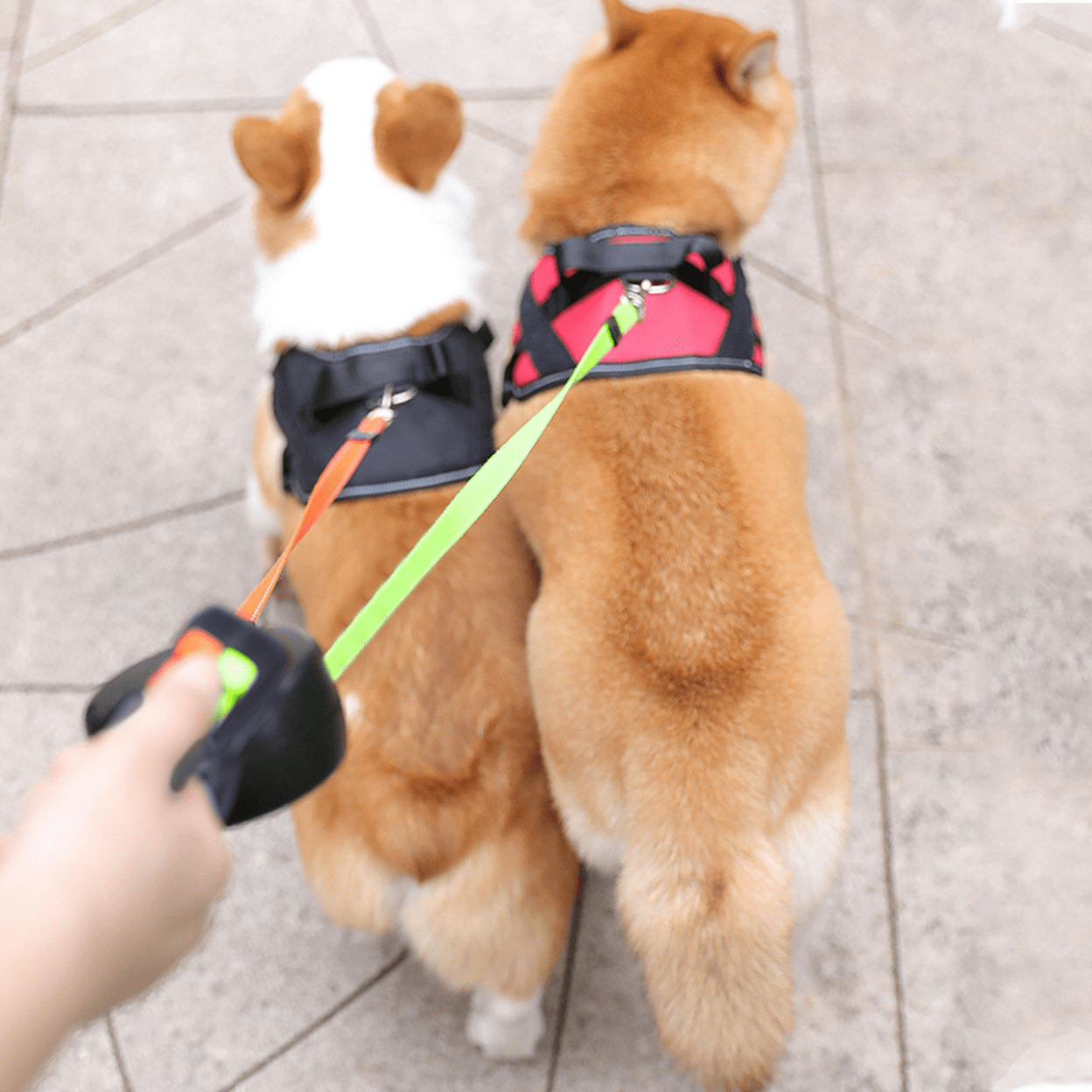 Intrekbare Dubbele Hondenriem met Zaklamp 4 Meter Ontwarringsmechanisme voor Twee Honden Hondenuitlaatriem | Sansoti
