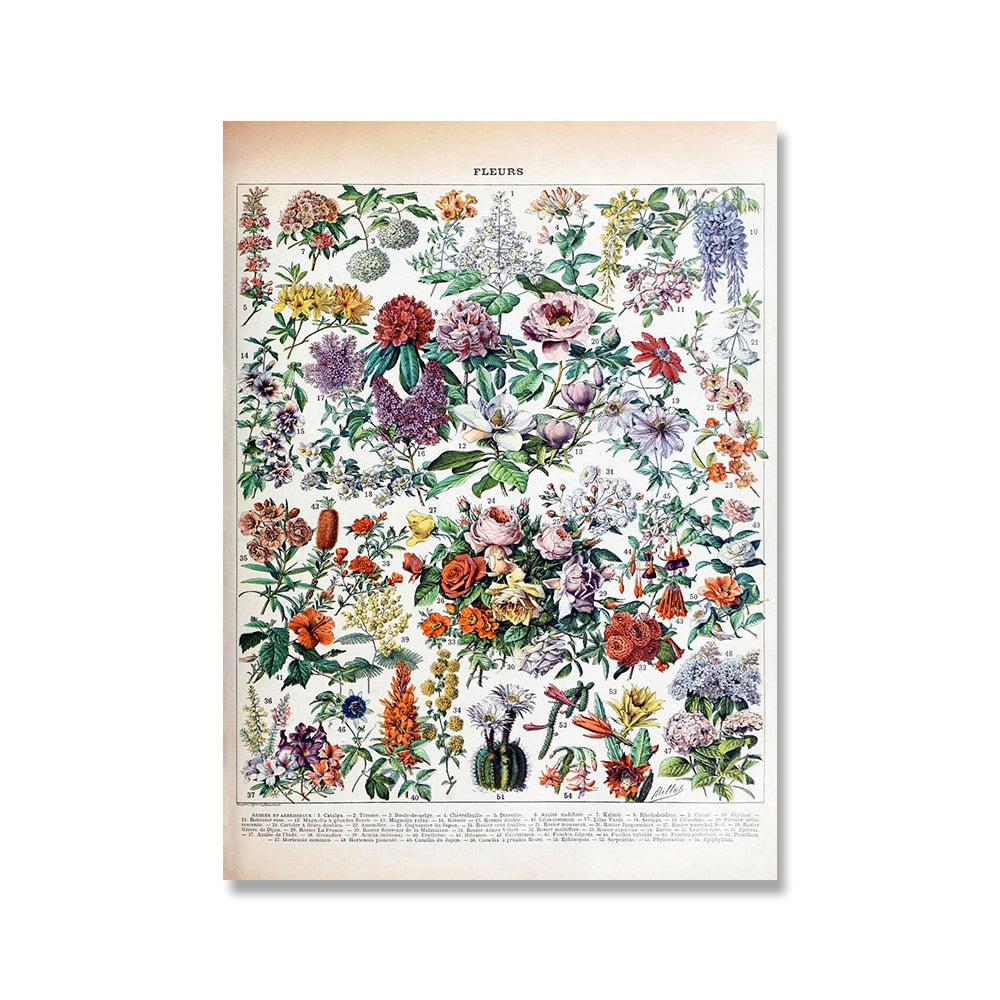 Vintage Botanische Prints Canvas Collectie – Klassieke Plantentekeningen Wanddecoratie | Sansoti