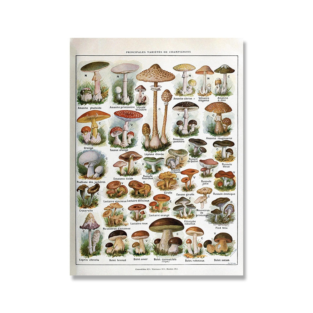 Vintage Botanische Prints Canvas Collectie – Klassieke Plantentekeningen Wanddecoratie | Sansoti