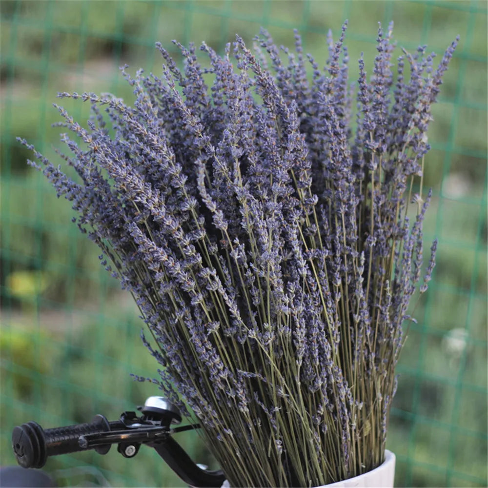 Gedroogde Lavendelbundel Natuurlijk 40cm Geurig Decoratief Paars Boeket voor Interieur en Aromatherapie | Sansoti