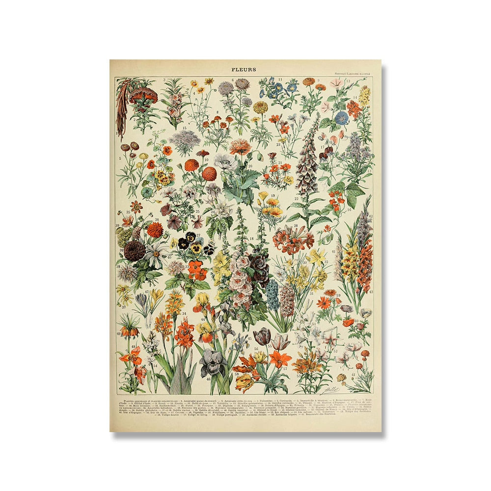 Vintage Botanische Prints Canvas Collectie – Klassieke Plantentekeningen Wanddecoratie | Sansoti