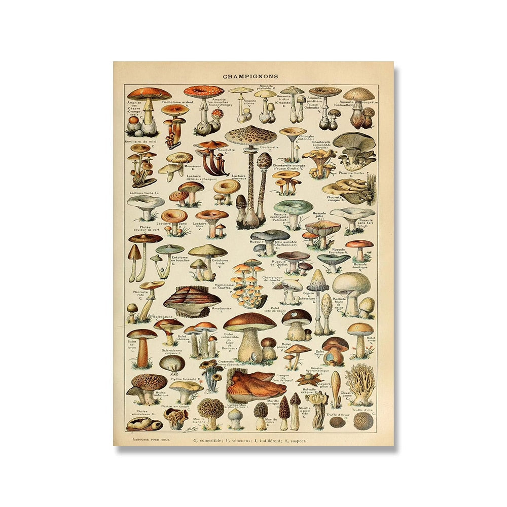 Vintage Botanische Prints Canvas Collectie – Klassieke Plantentekeningen Wanddecoratie | Sansoti