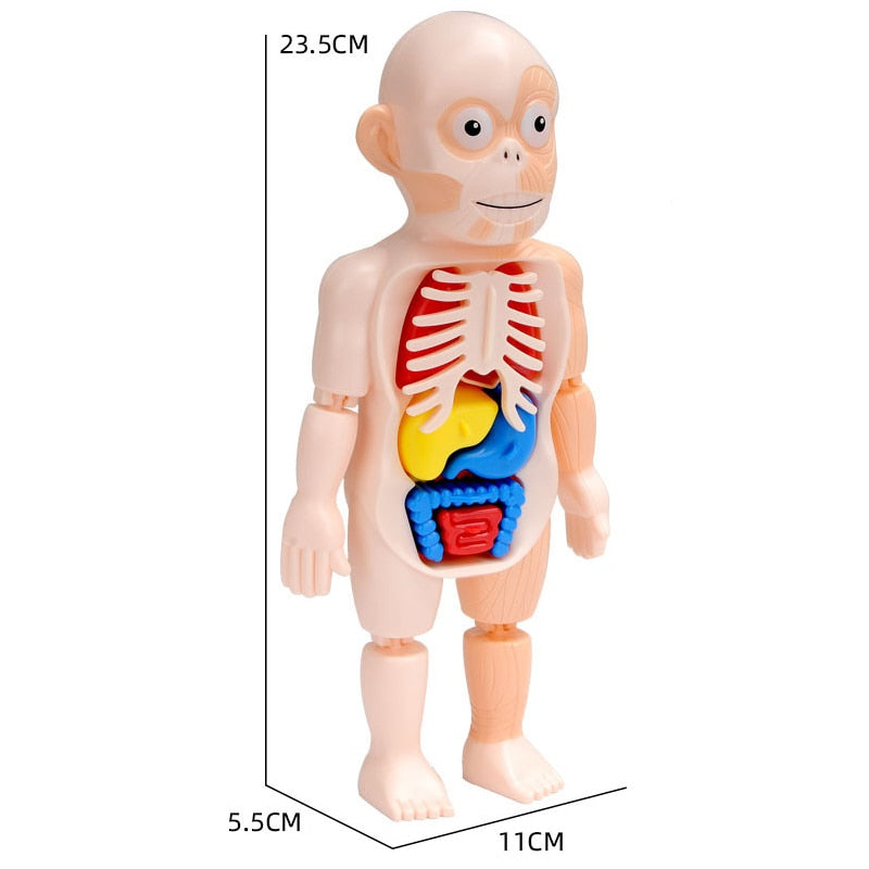 Anatomie-Lernset für Kinder Menschlicher Körper Pädagogisches Spielzeug ab 4 Jahren Wissenschaft entdecken Lernen und Spielen | Sansoti