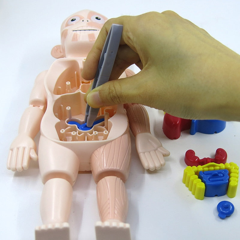 Anatomie-Lernset für Kinder Menschlicher Körper Pädagogisches Spielzeug ab 4 Jahren Wissenschaft entdecken Lernen und Spielen | Sansoti