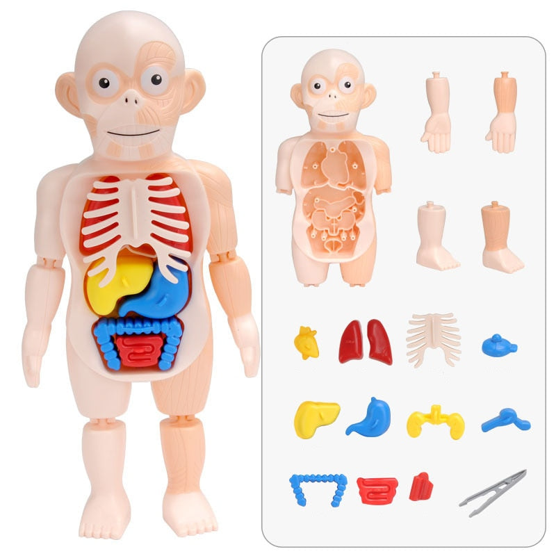Anatomie-Lernset für Kinder Menschlicher Körper Pädagogisches Spielzeug ab 4 Jahren Wissenschaft entdecken Lernen und Spielen | Sansoti
