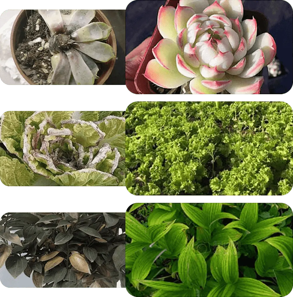 Vloeibare Plantenvoeding voor Sterkere Wortels en Rijkere Bloei | Universele Groeistimulator voor Binnen- en Buitenplanten | Sansoti
