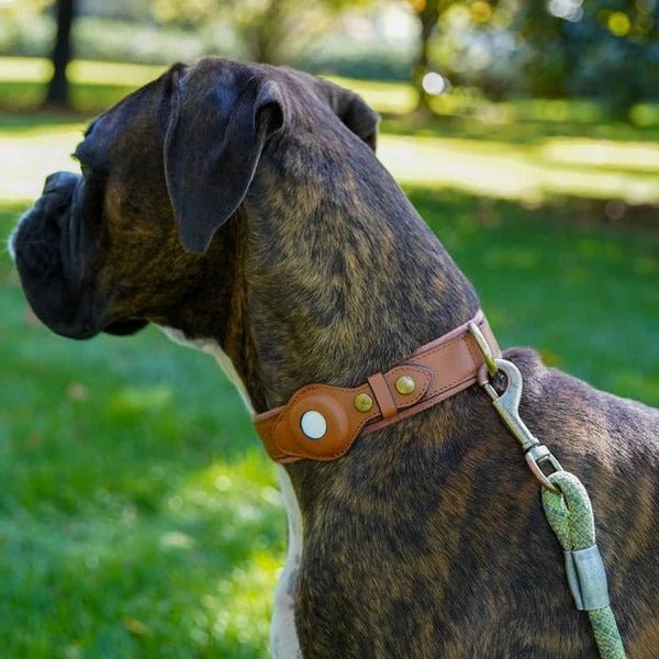 Hundehalsband mit Trackerhalter Verstellbar Wasserbeständig Mikrofaser Sicher Komfortabel Langlebig für Hunde | Sansoti
