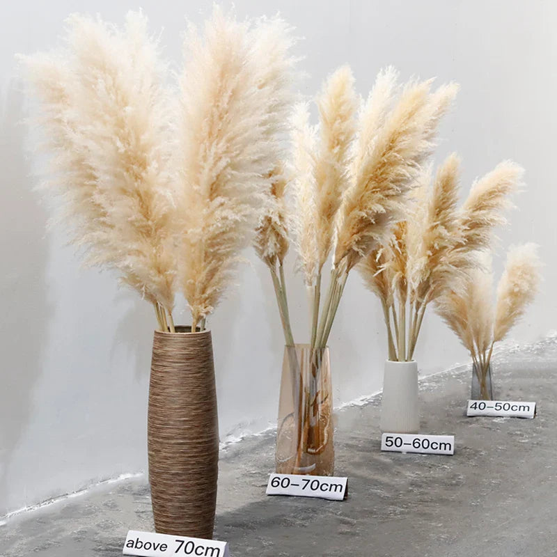 Gedroogde Pampas Pluimen 10 Stuks Natuurlijk Gras Decoratieve Droogbloemen voor Woonkamer Slaapkamer | Sansoti