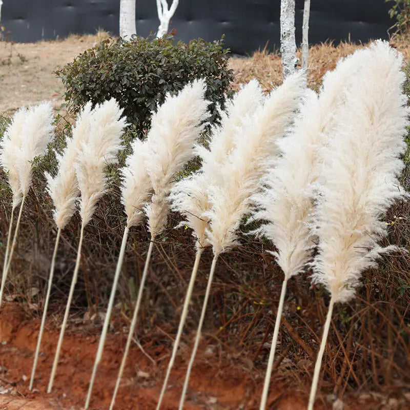 Gedroogde Pampas Pluimen 10 Stuks Natuurlijk Gras Decoratieve Droogbloemen voor Woonkamer Slaapkamer | Sansoti