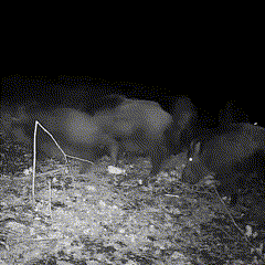 Wildkamera mit Nachtsicht 16 MP 1080P Bewegungserkennung 10 m Reichweite Außenüberwachung Wildtier-Monitoring | Sansoti