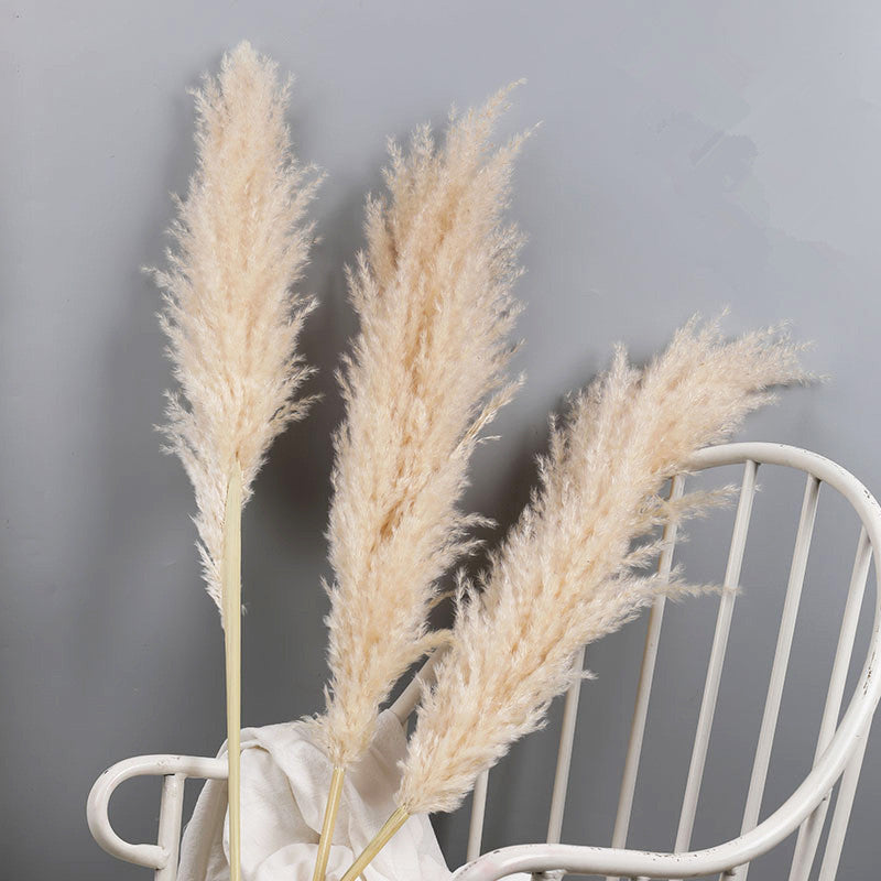 Gedroogde Pampas Pluimen 10 Stuks Natuurlijk Gras Decoratieve Droogbloemen voor Woonkamer Slaapkamer | Sansoti