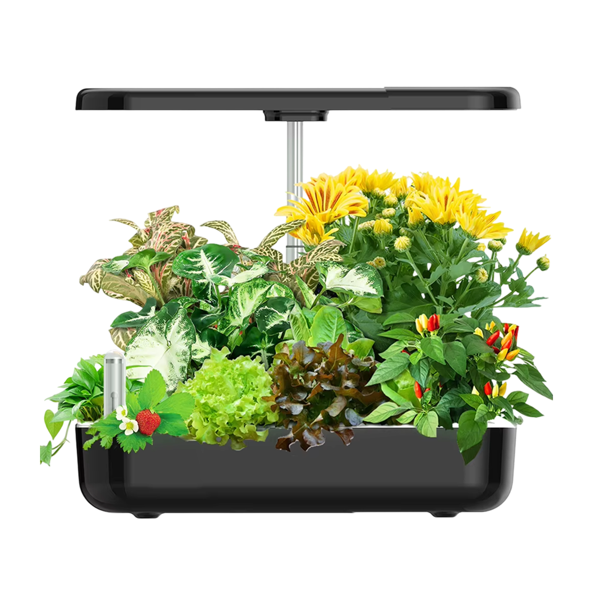 Hydroponic Herb Growing System for 12 Plants, Black and White LED Lighting, Grow Cabinet, Fresh Kitchen Herbs | Sansoti