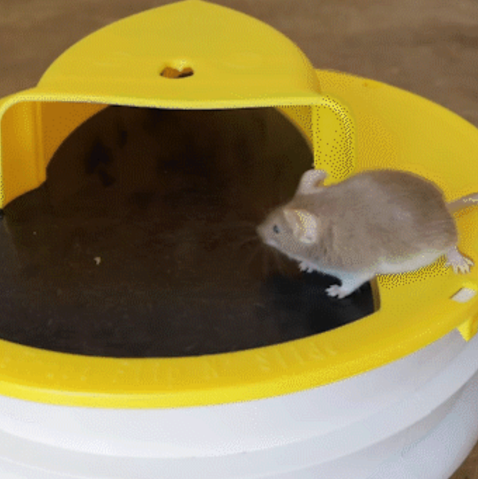 Eimerfalle für Mäuse und Ratten, wiederverwendbar und tierfreundlich, mit ansteigender Rampe, Anleitung zur Schädlingsbekämpfung | Sansoti