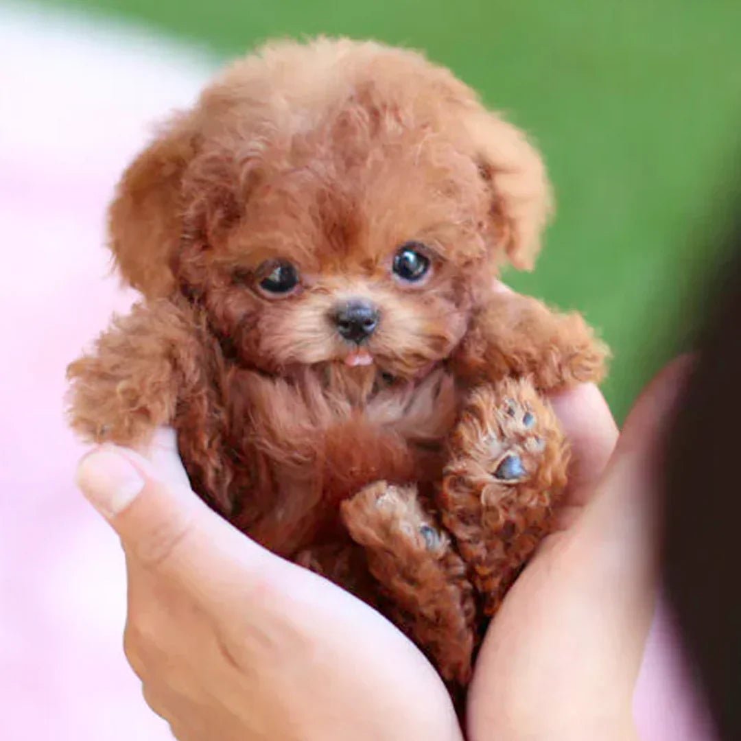 Robotpuppy Interactief Batterij Zachte Vacht Knuffeldier Kinderen Senioren Levensechte Puppy Gezelschapsspeelgoed | Sansoti