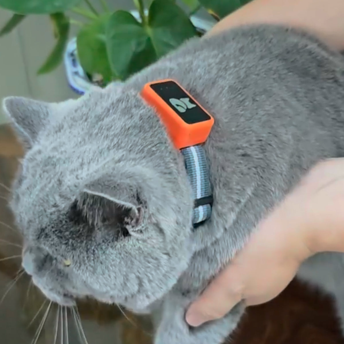 GPS-Tracker für Katzen und Hunde - Ortungsgerät mit Gesundheitsüberwachung und Aktivitätsmessung - inklusive Halsband | Sansoti