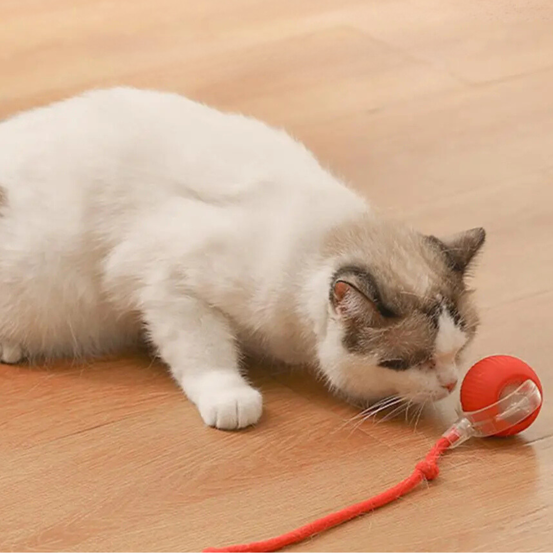 Interactief Kattenrolspeelgoed Oplaadbaar USB met Bewegende Staart Prooi-Imitatie voor Actief Spel Katten | Sansoti