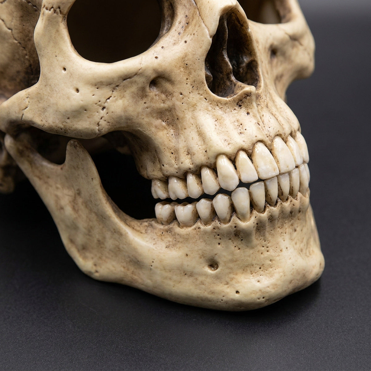 Anatomiczna lateksowa maska na głowę w kształcie czaszki z ruchomą szczęką dla dorosłych, kostium na imprezę Halloween horror | Sansoti