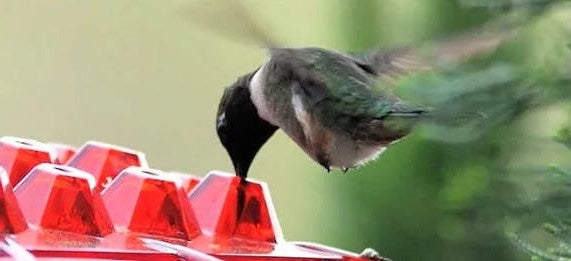Mangeoire suspendue pour colibris 350 ml avec protection anti-fourmis, 30 ports d’alimentation et ouvertures en forme de diamant, décoration de jardin | Sansoti