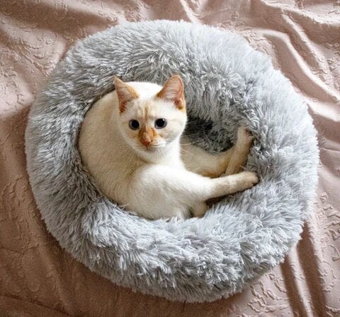 Panier rond pour animal de compagnie à bord surélevé, couchage moelleux pour chien ou chat, nid douillet avec coussin chaud | Sansoti