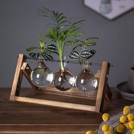 Plantenpropagator Standaard Hout & Glas Stekhouder Vintage Stijl voor Kamerplanten | Sansoti