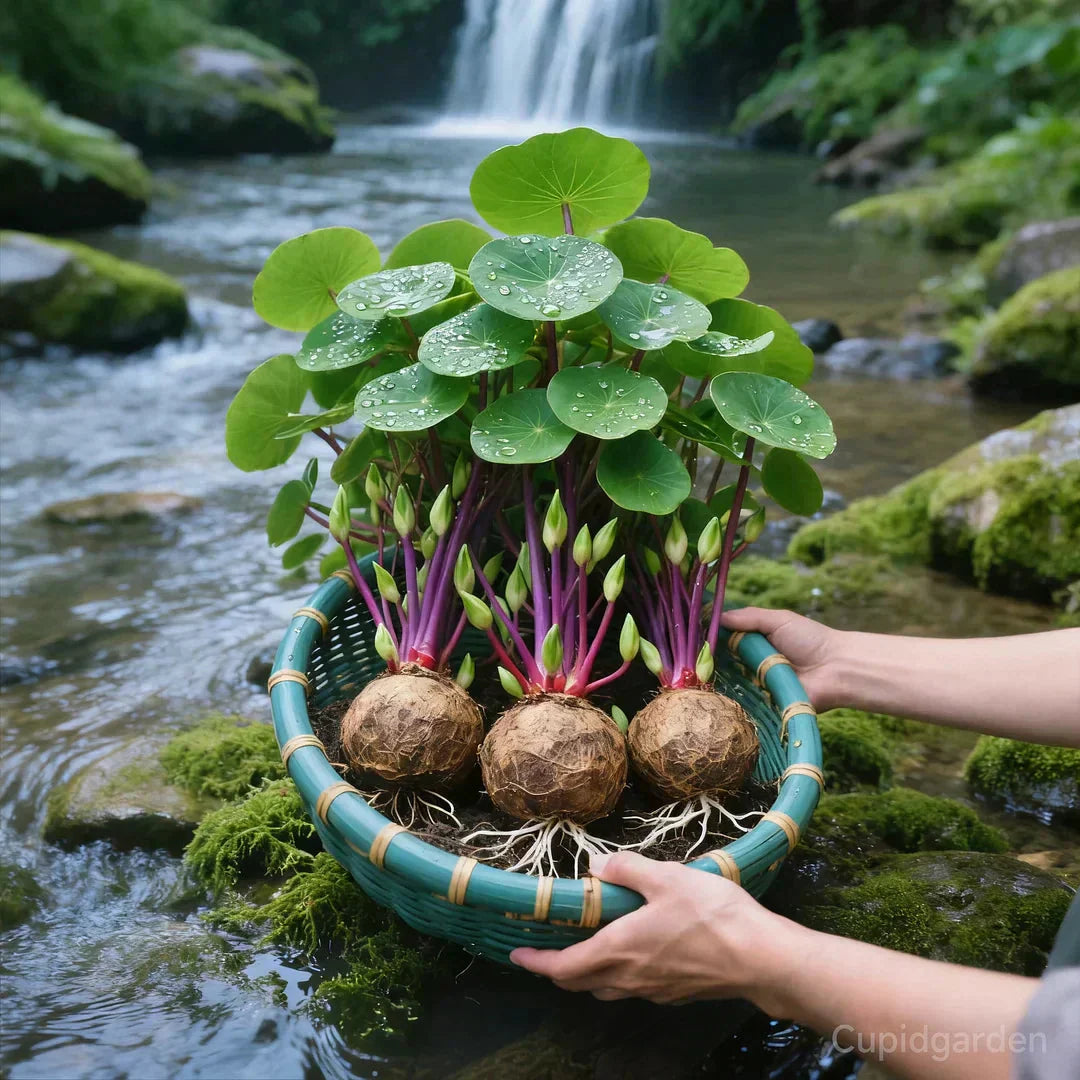 Stephania Erecta Kamerplant met Wateropslag Knol – Onderhoudsvriendelijke Sierplant met Uniek Caudex voor Woonkamer, Kantoor of Vensterbank | Sansoti
