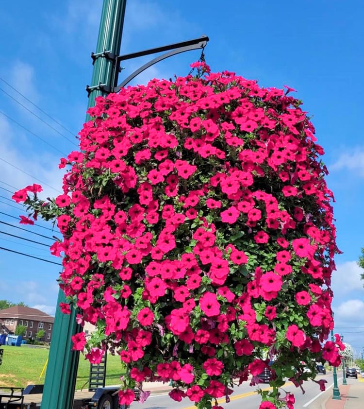 90cm Artificial Climbing Plant with 44 Flowers, UV-Resistant, for Balcony, Garden, and Living Room Decoration, Artificial Hanging Flower | Sansoti