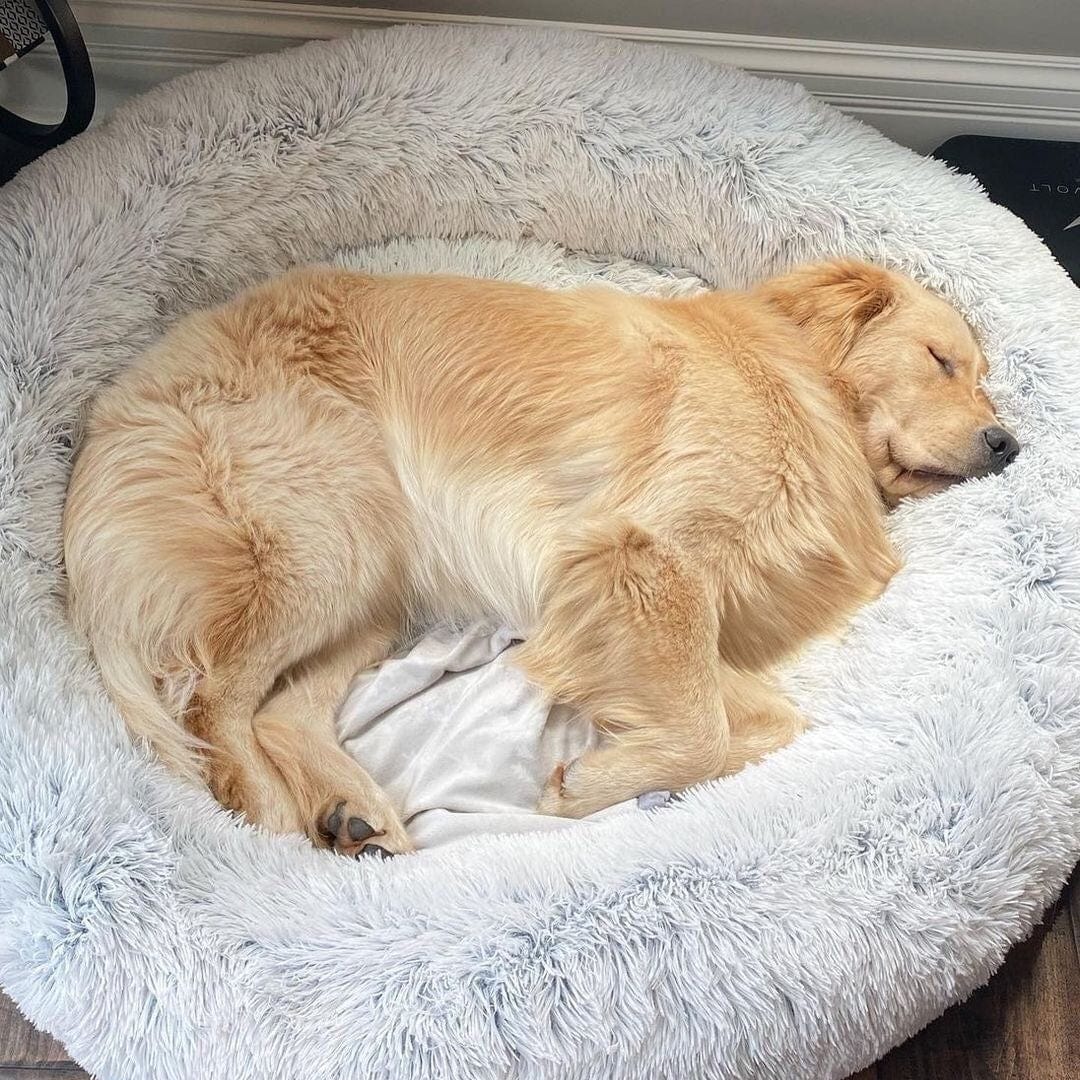 Panier rond pour animal de compagnie à bord surélevé, couchage moelleux pour chien ou chat, nid douillet avec coussin chaud | Sansoti