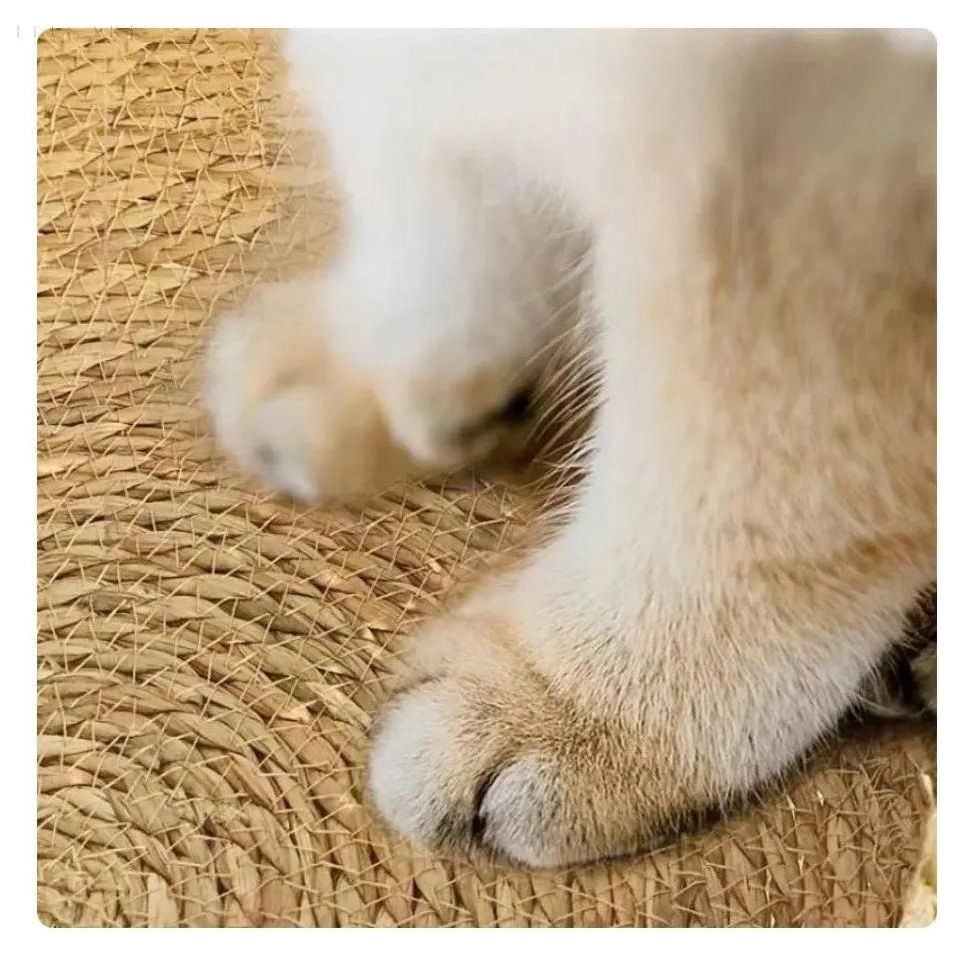 Kattenmand Riet Afneembaar Kussen S/M/L Kattenbed Gevlochten Naturel Huisdier Slaapplek Kat Hond | Sansoti