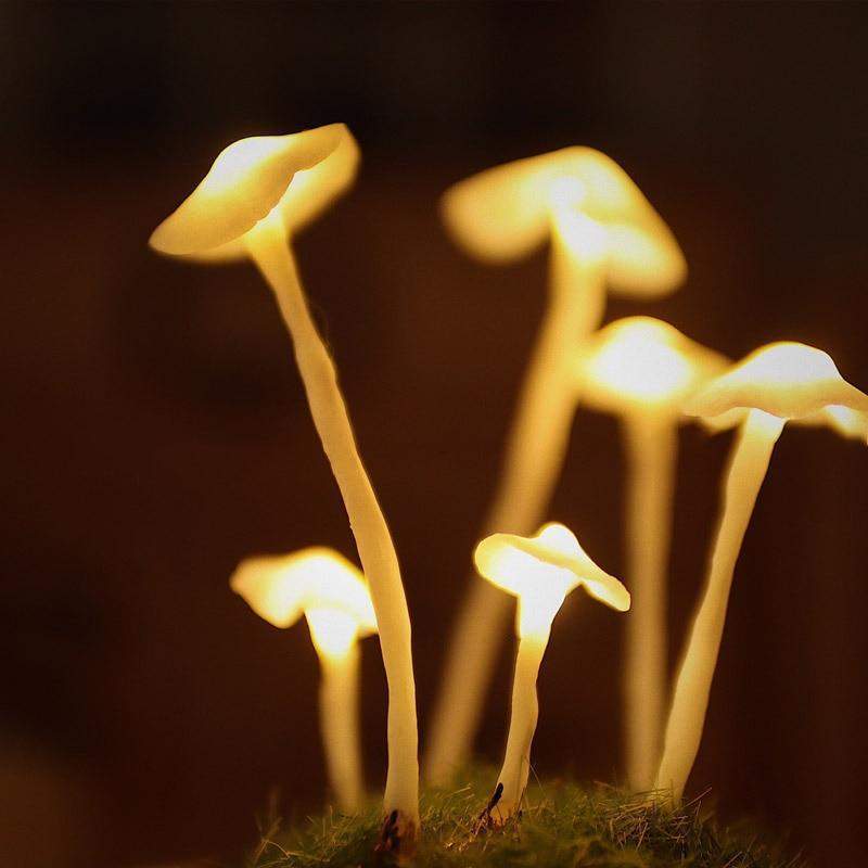 DIY-Pilzlampe aus Glas und Holz – Magische stimmungsvolle Tischleuchte in Warmweiß, dekorativ für Wohn- und Schlafzimmer | Sansoti