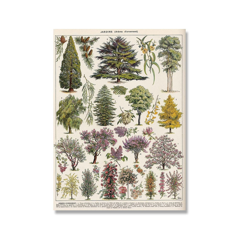 Vintage Botanische Prints Canvas Collectie – Klassieke Plantentekeningen Wanddecoratie | Sansoti