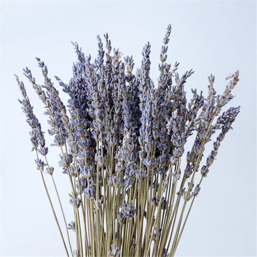 Gedroogde Lavendelbundel Natuurlijk 40cm Geurig Decoratief Paars Boeket voor Interieur en Aromatherapie | Sansoti