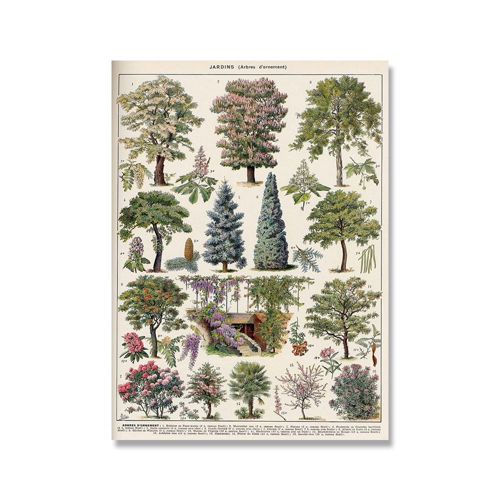 Vintage Botanische Prints Canvas Collectie – Klassieke Plantentekeningen Wanddecoratie | Sansoti
