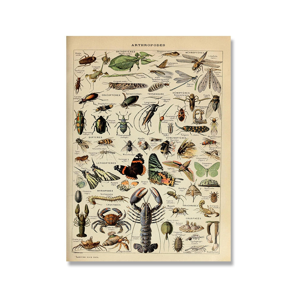 Vintage Botanische Prints Canvas Collectie – Klassieke Plantentekeningen Wanddecoratie | Sansoti