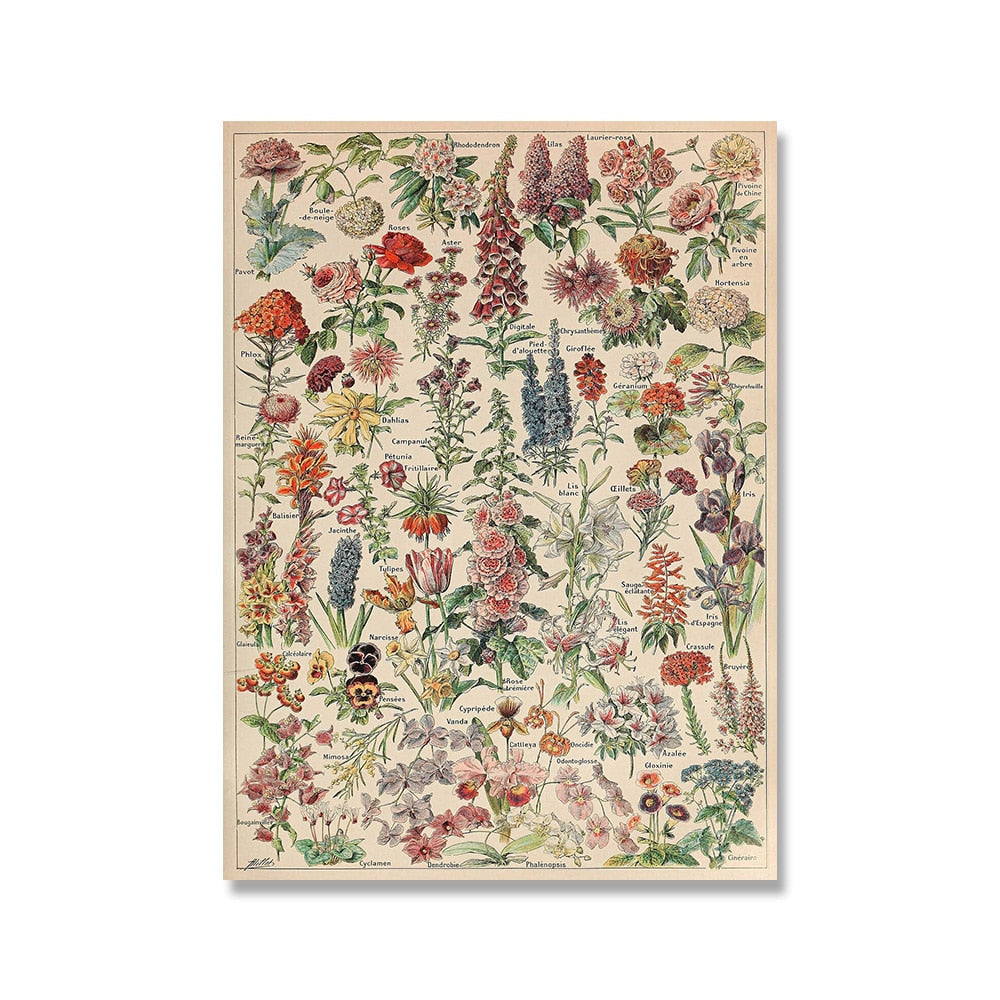 Vintage Botanische Prints Canvas Collectie – Klassieke Plantentekeningen Wanddecoratie | Sansoti