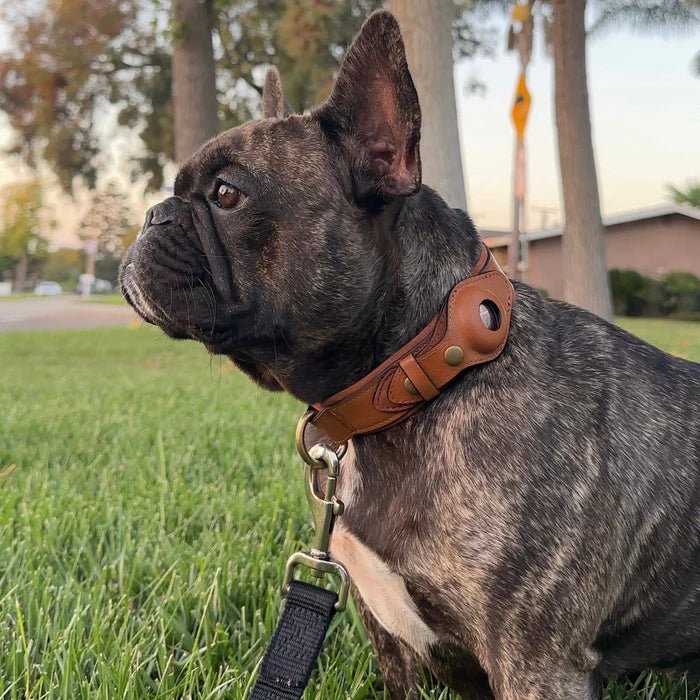 Hundehalsband mit Trackerhalter Verstellbar Wasserbeständig Mikrofaser Sicher Komfortabel Langlebig für Hunde | Sansoti