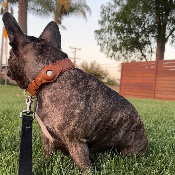 Hundehalsband mit Trackerhalter Verstellbar Wasserbeständig Mikrofaser Sicher Komfortabel Langlebig für Hunde | Sansoti
