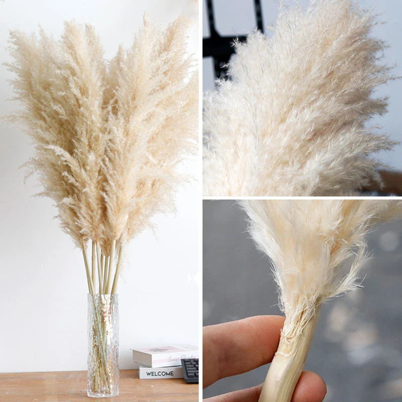 Gedroogde Pampas Pluimen 10 Stuks Natuurlijk Gras Decoratieve Droogbloemen voor Woonkamer Slaapkamer | Sansoti