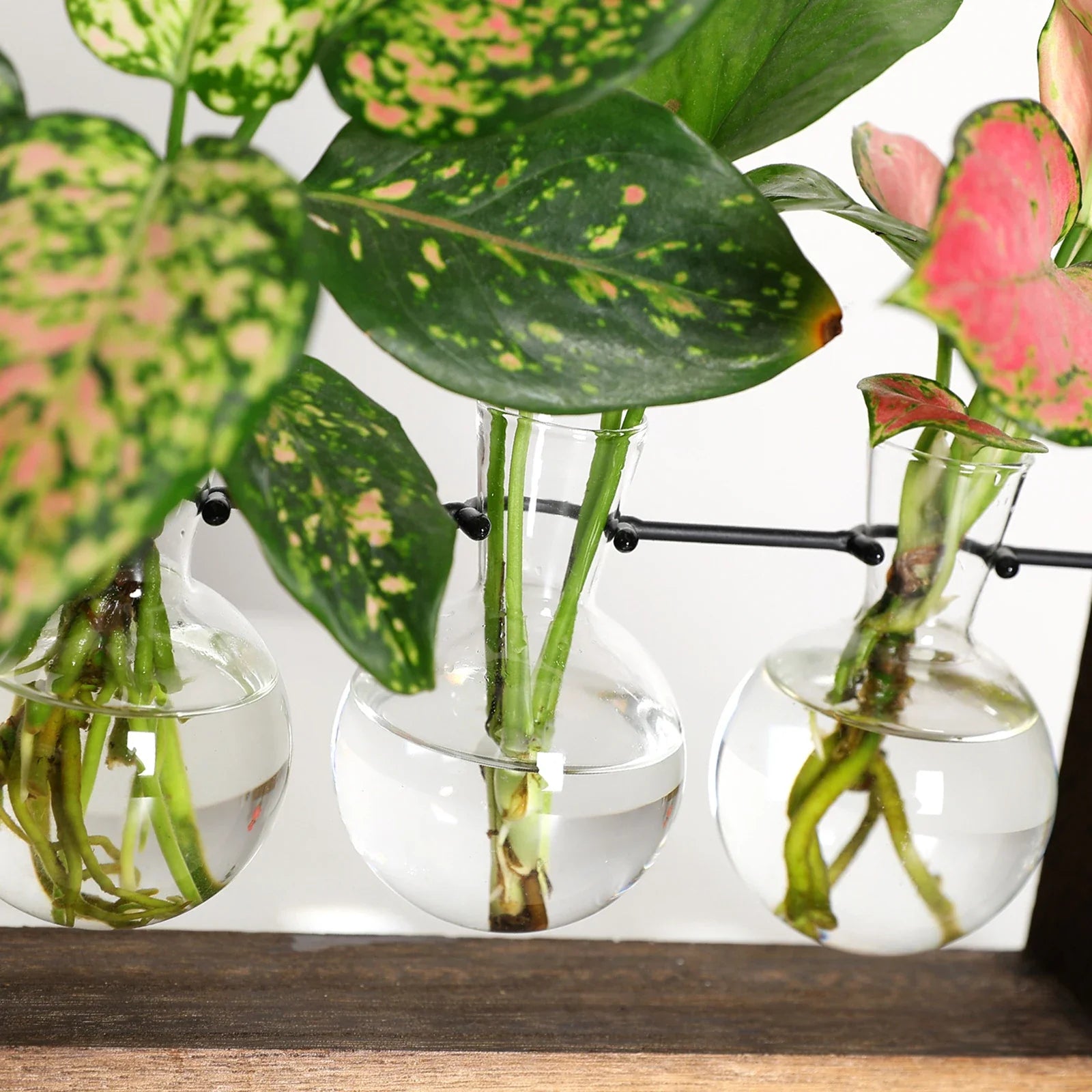 Plantenpropagator Standaard Hout & Glas Stekhouder Vintage Stijl voor Kamerplanten | Sansoti