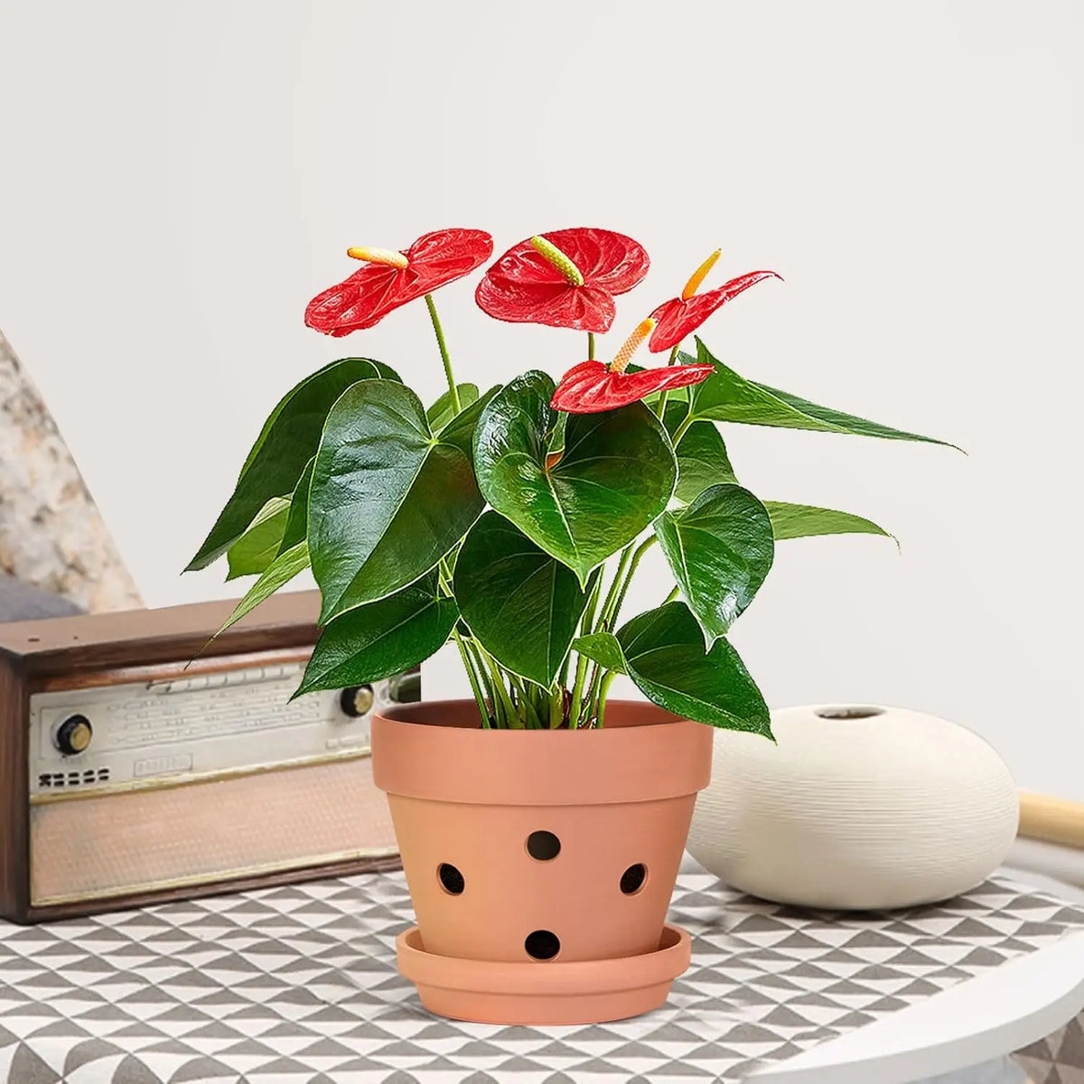 Lot de 6 pots à orchidées en terre cuite de 10 cm avec trous de drainage et soucoupes, pots de culture en argile pour fleurs d’intérieur | Sansoti