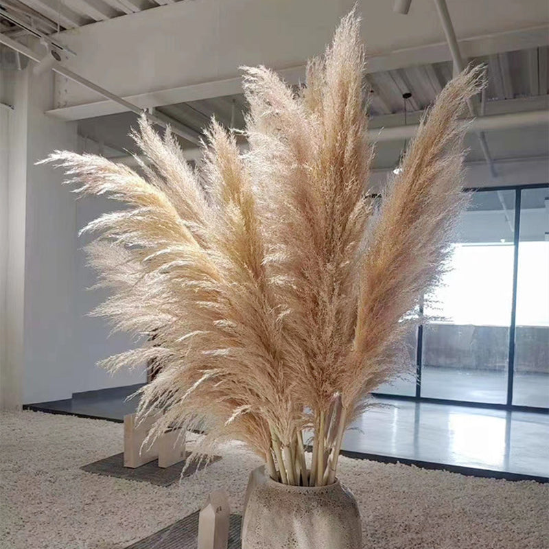 Gedroogde Pampas Pluimen 10 Stuks Natuurlijk Gras Decoratieve Droogbloemen voor Woonkamer Slaapkamer | Sansoti