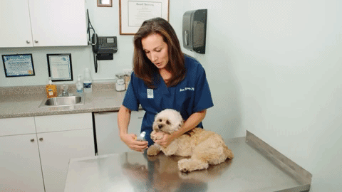 Nagelknipper voor Honden met Geïntegreerde Sensorbeveiliging | Premium RVS Nageltrimmer met Ergonomisch Handvat | Pijnloos Klauwverzorging voor Grote en Kleine Honden | Veilige Nagelschaar Huisdieren | Sansoti