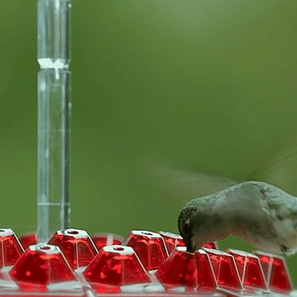 Kolibrifutterspender mit integriertem Ameisengraben, 30 Trinköffnungen, transparenter hängender Futterspender für Garten und Balkon | Sansoti
