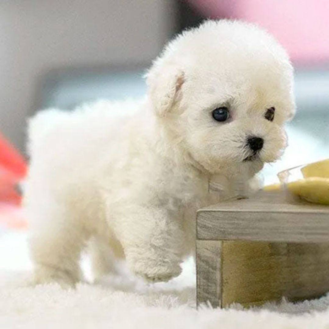 Interaktiver Roboterhund für Kinder mit Sprach- und Berührungserkennung, pädagogisches Plüschkuscheltier und Spielzeug | Sansoti