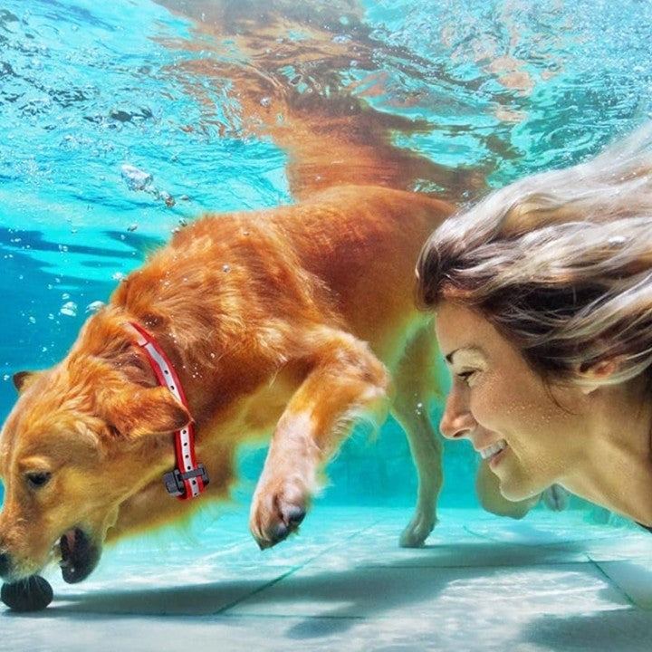Trainingshalsband voor Honden met Afstandsbediening 1000m Bereik Oplaadbaar Waterdicht IP67 Verstelbaar 20-65cm Trillingen Geluid Stimulatie 9 Intensiteitsniveaus Geschikt 5-50kg | Sansoti