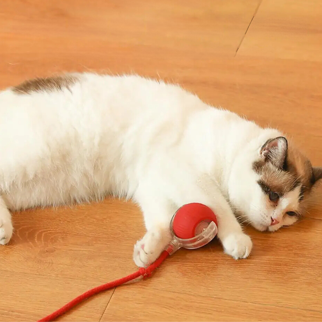 Interactief Kattenrolspeelgoed Oplaadbaar USB met Bewegende Staart Prooi-Imitatie voor Actief Spel Katten | Sansoti